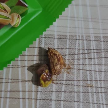 Kahve Dünyası Antep Fıstıklı Çikolatada Sert Ve Tehlikeli Parça