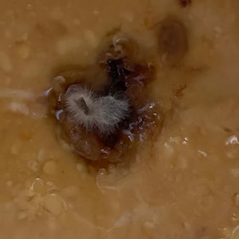 Deva Çiftliği Richnut Fıstık Ezmesi Küflenmesi