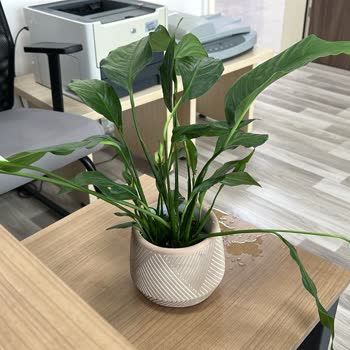 Ölü Bitki Teslimatı Ve Yanıltıcı Görseller Nedeniyle Ücret İadesi Talebi