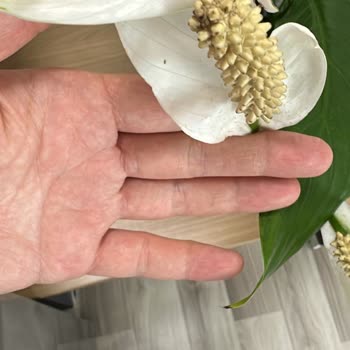 Ölü Bitki Teslimatı Ve Yanıltıcı Görseller Nedeniyle Ücret İadesi Talebi