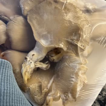 Küflü Mantar Ve Eksik Maydanoz Şikayeti