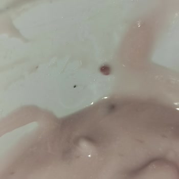 Yoğurtta Böcek Tespiti Sağlık Endişesi Ve Güven Kaybı