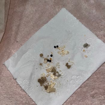 Quik Pet Food Kemirgen Ürününde Hijyen Sorunu Ve Böcek Yumurta İddiaları