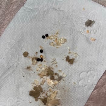 Quik Pet Food Kemirgen Ürününde Hijyen Sorunu Ve Böcek Yumurta İddiaları