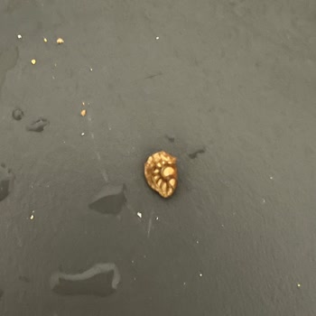 Kapalı Pakette Böcek Kozası Bulunması Gıda Güvenliğini Sarsıyor