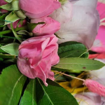 Solmuş Güller Ve Tazecicek.com’da Yetersiz Müşteri Desteği