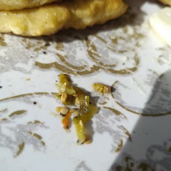 Melis Turşusunun Kavanozunda Ölü Kurt Bulundu