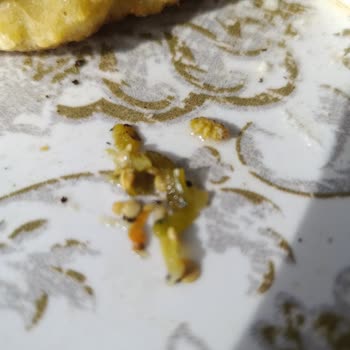 Melis Turşusunun Kavanozunda Ölü Kurt Bulundu