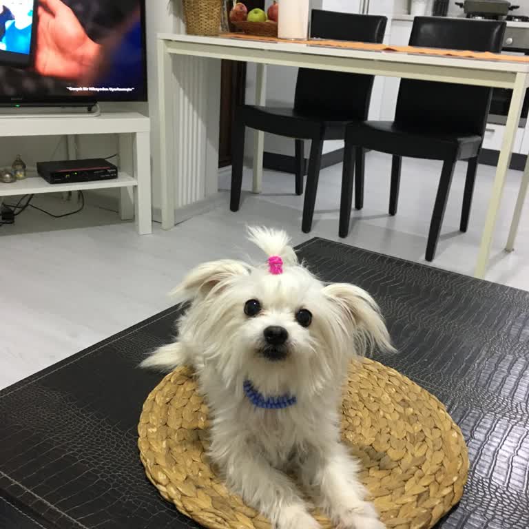 Evcilim Veteriner Polikliniği 45 Bin TL’lik Ameliyat Sonrası Köpek Ölümü Ve İade Sorunu