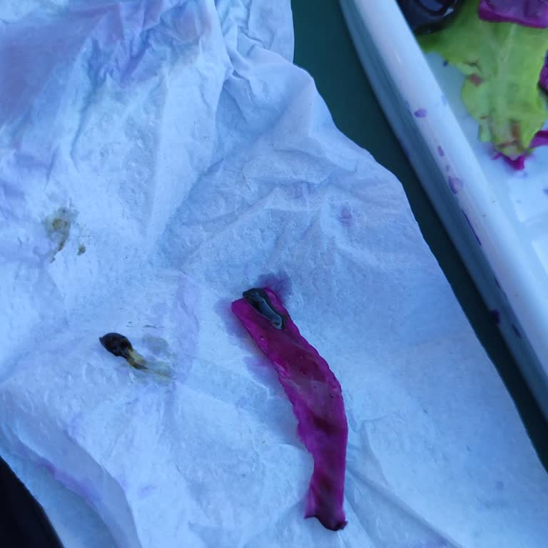 Köfteci Ramiz’de Salatadan Sümüklü Böcek Çıktı: Hijyen Ve Gıda Güvenliği İhlali