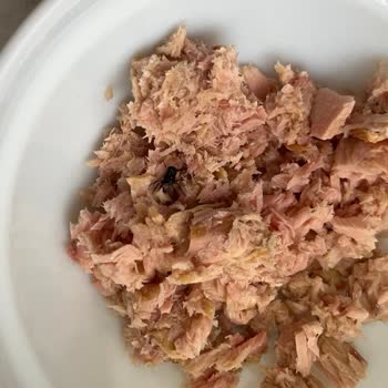 Tada Ton Balığında Sinek Bulunması Sağlık Ve Güven Sorunu