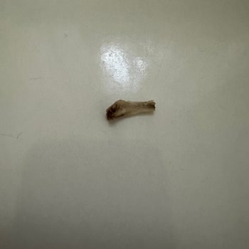 Kova Üründe Kemik Buldum Ve Hijyen Güven İhlali, İade Talebi