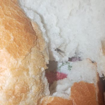 Ekmekte Sivrisinek Bulunması