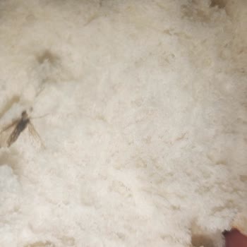 Ekmekte Sivrisinek Bulunması