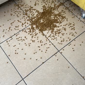 Hasarlı Ve Eksik Kedi Maması, İdefix Müşteri Hizmetlerinden Cevap Bekliyor