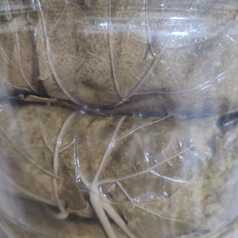 Satıcı Yanıtsız Kaldı, Bozuk Salamura Yaprak İçin 700 TL İade Talebi