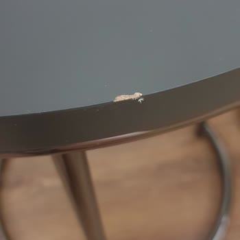 Defolu Zigon Sehpa Ve Kötü Müşteri Hizmetleri Enza Home Şikayeti