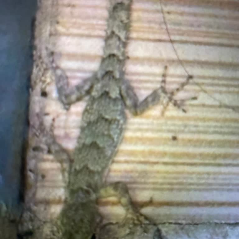 Spor Salonunda Böcek Ve Kertenkele Varlığı Güvenliği Tehlikeye Atıyor