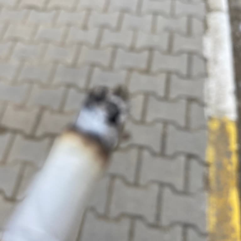 Marlboro Red Long'un Sertleşen İçimi Ve Kayıp Tadına Dair Şikayet