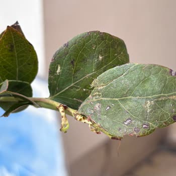 Kaptan Tarım Ve Fidancılık Kırık, Hastalıklı Ve Kurumuş Yaban Mersini Bitkisi