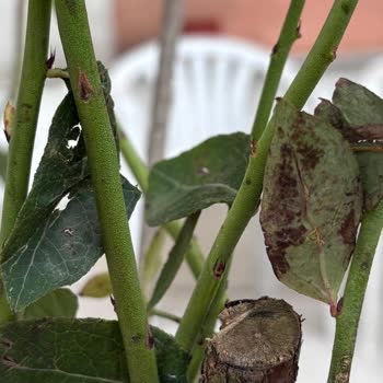 Kaptan Tarım Ve Fidancılık Kırık, Hastalıklı Ve Kurumuş Yaban Mersini Bitkisi