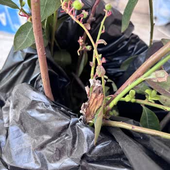 Kaptan Tarım Ve Fidancılık Kırık, Hastalıklı Ve Kurumuş Yaban Mersini Bitkisi