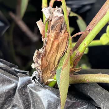 Kaptan Tarım Ve Fidancılık Kırık, Hastalıklı Ve Kurumuş Yaban Mersini Bitkisi