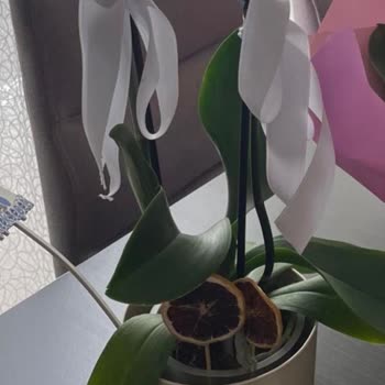 Görseldeki Çiçekle Uyuşmayan Solmuş Çiçek Ve Yetersiz Çözüm Teklifi