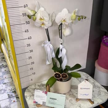 Görseldeki Çiçekle Uyuşmayan Solmuş Çiçek Ve Yetersiz Çözüm Teklifi