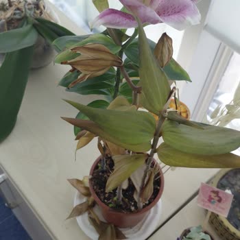 Taze Çiçek'ten Gelen Saksı Çiçeği Hızlı Soldu Ve Ücret İadesi Bekliyor