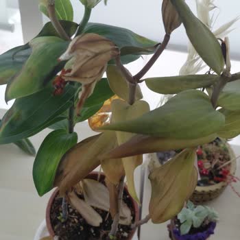 Taze Çiçek'ten Gelen Saksı Çiçeği Hızlı Soldu Ve Ücret İadesi Bekliyor