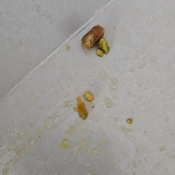 Taşocak Fırın Atakum Baklavayı Yerken İçinden Ağaç Dalı Ya Da Misvak Benzeri Bir Parça Çıktı