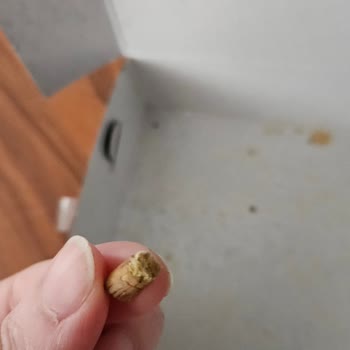 Taşocak Fırın Atakum Baklavayı Yerken İçinden Ağaç Dalı Ya Da Misvak Benzeri Bir Parça Çıktı