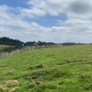 Kadastro Yolunun Haksızca Devredilmesi Ve Hazine Arazisinin İşgali İçin Acil Müdahale Talebi