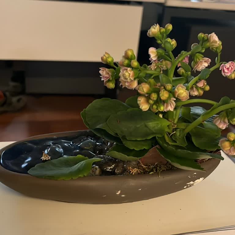 Kırık Ve Eksik Çiçek Siparişi Değiştirilmesini İstiyorum