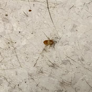 Hastane Odasında Tahta Kurusu Böceklenmesi Ve Sağlık İhmaline Karşı Şikayet