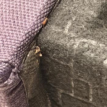 Hastane Odasında Tahta Kurusu Böceklenmesi Ve Sağlık İhmaline Karşı Şikayet