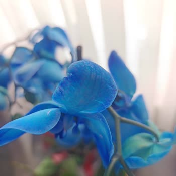 Sipariş Edilen Orkide Hasarlı Ve Solmuş Gönderildi; İade Ve Kredi Kartı İadesi Talebi