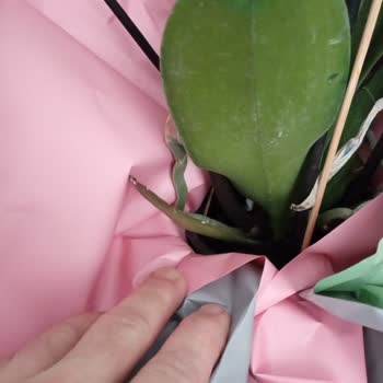 Sipariş Edilen Orkide Hasarlı Ve Solmuş Gönderildi; İade Ve Kredi Kartı İadesi Talebi