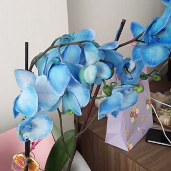 Sipariş Edilen Orkide Hasarlı Ve Solmuş Gönderildi; İade Ve Kredi Kartı İadesi Talebi