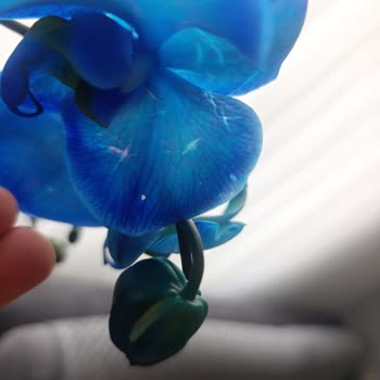 Sipariş Edilen Orkide Hasarlı Ve Solmuş Gönderildi; İade Ve Kredi Kartı İadesi Talebi