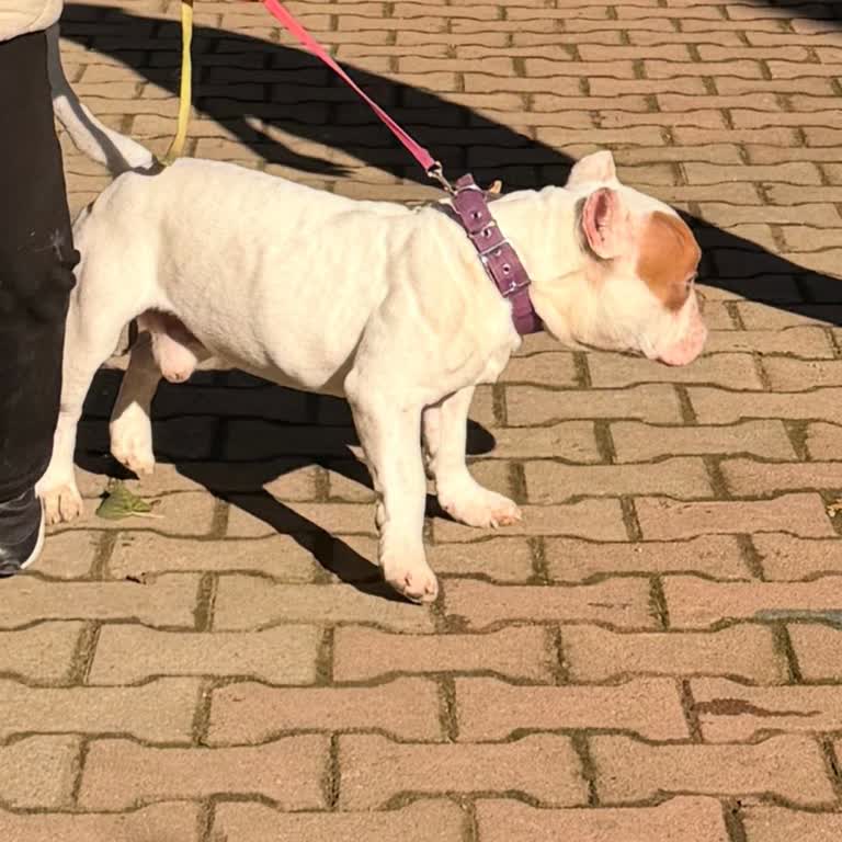 Dog School Köpeğime Yetkisiz Operasyon Ve Eğitim Sözlerinin İhlali Nedeniyle 42.500 TL İade Talebi