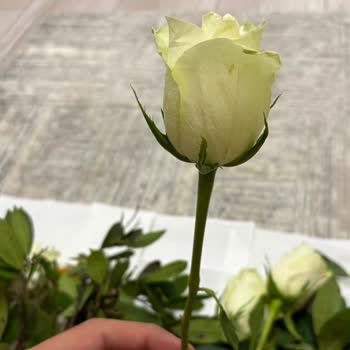Görseliyle Uyuşmayan Solmuş Çiçek Teslimatı Ve Tam İade Talebi