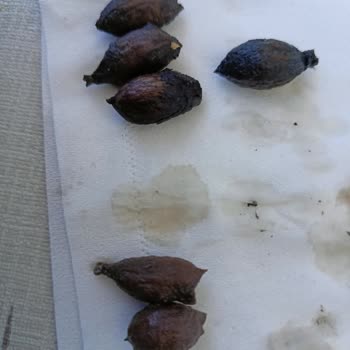 Irmaklar Market’te Satılan Siyah Zeytinlerde Renk Değişikliği Ve Boya Şüphesi