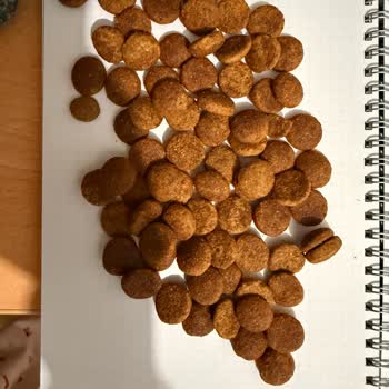 Kolay Mama’dan Sahte Köpek Maması Köpeğimin Sağlığını Tehlikeye Atıyor