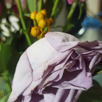 Çiçek Sepeti'nde Hızla Solan Çiçek, Çözüm Yok