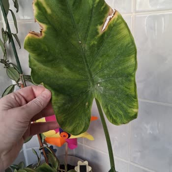 Trendyol'da Görseldeki Sağlıklı Alocasia Gönderilmedi, Yapraklar Sararmış Ve Solgun