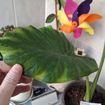 Trendyol'da Görseldeki Sağlıklı Alocasia Gönderilmedi, Yapraklar Sararmış Ve Solgun