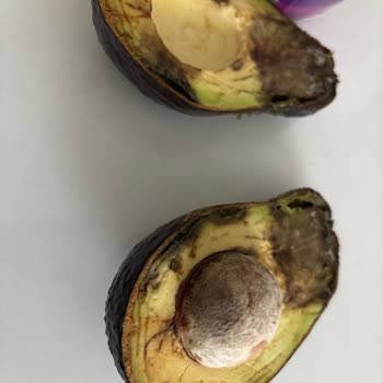 Hazır Avokado Mantarlaştı Ve Kullanılamaz Hale Geldi