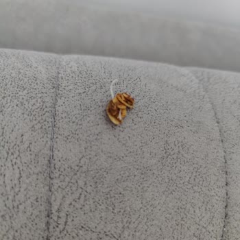 Moms Çilek Chia Granola Paketi İçinde Plastik Parça Bulunması Sağlık Riski